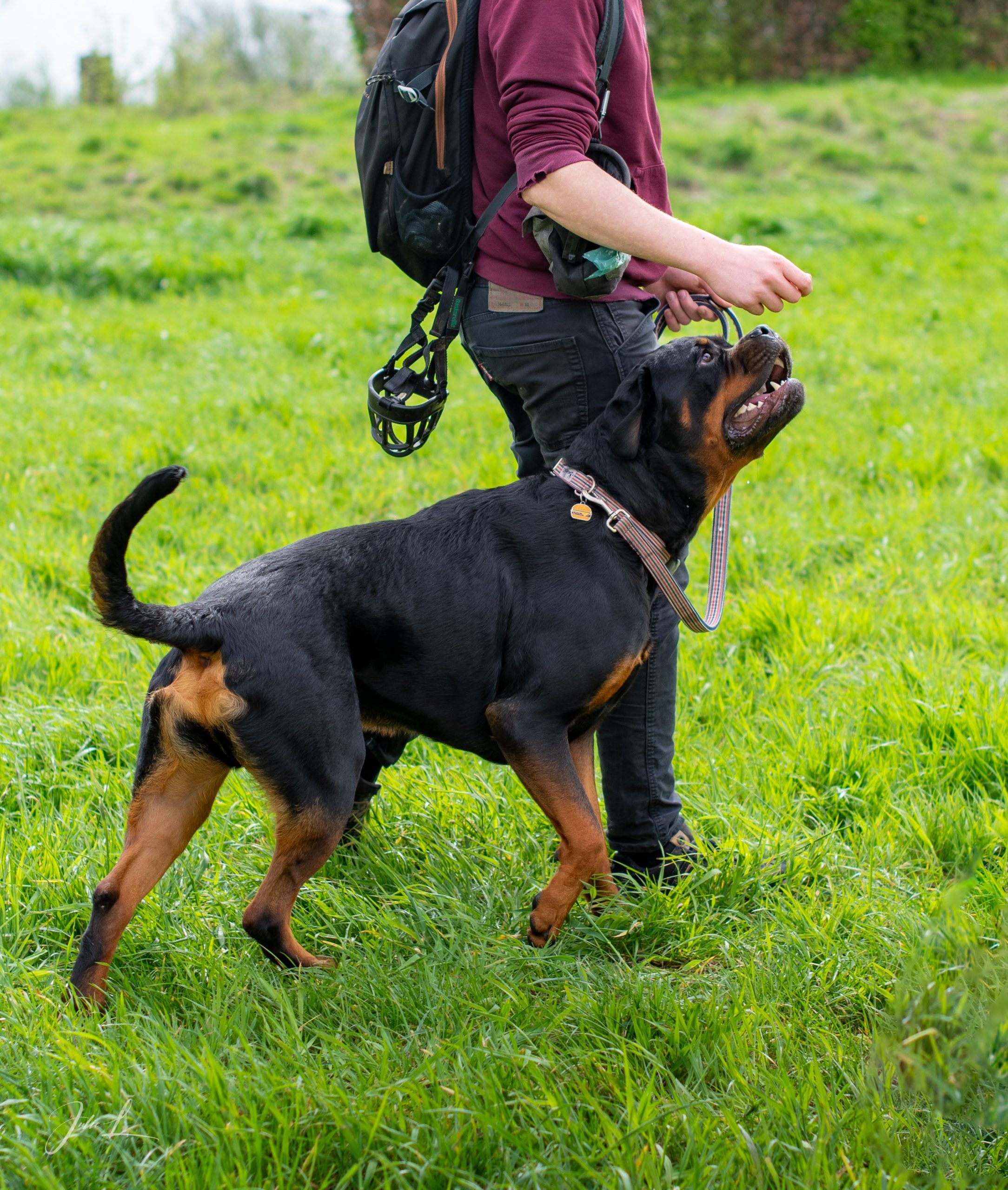 Dim et Dog educateur canin