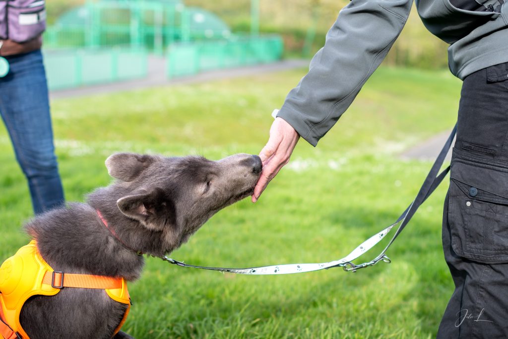 Dim et Dog educateur canin (3)
