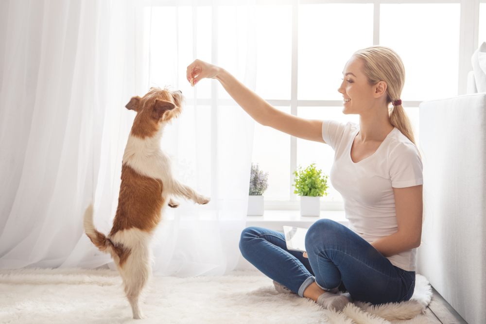 education canine dim et dog